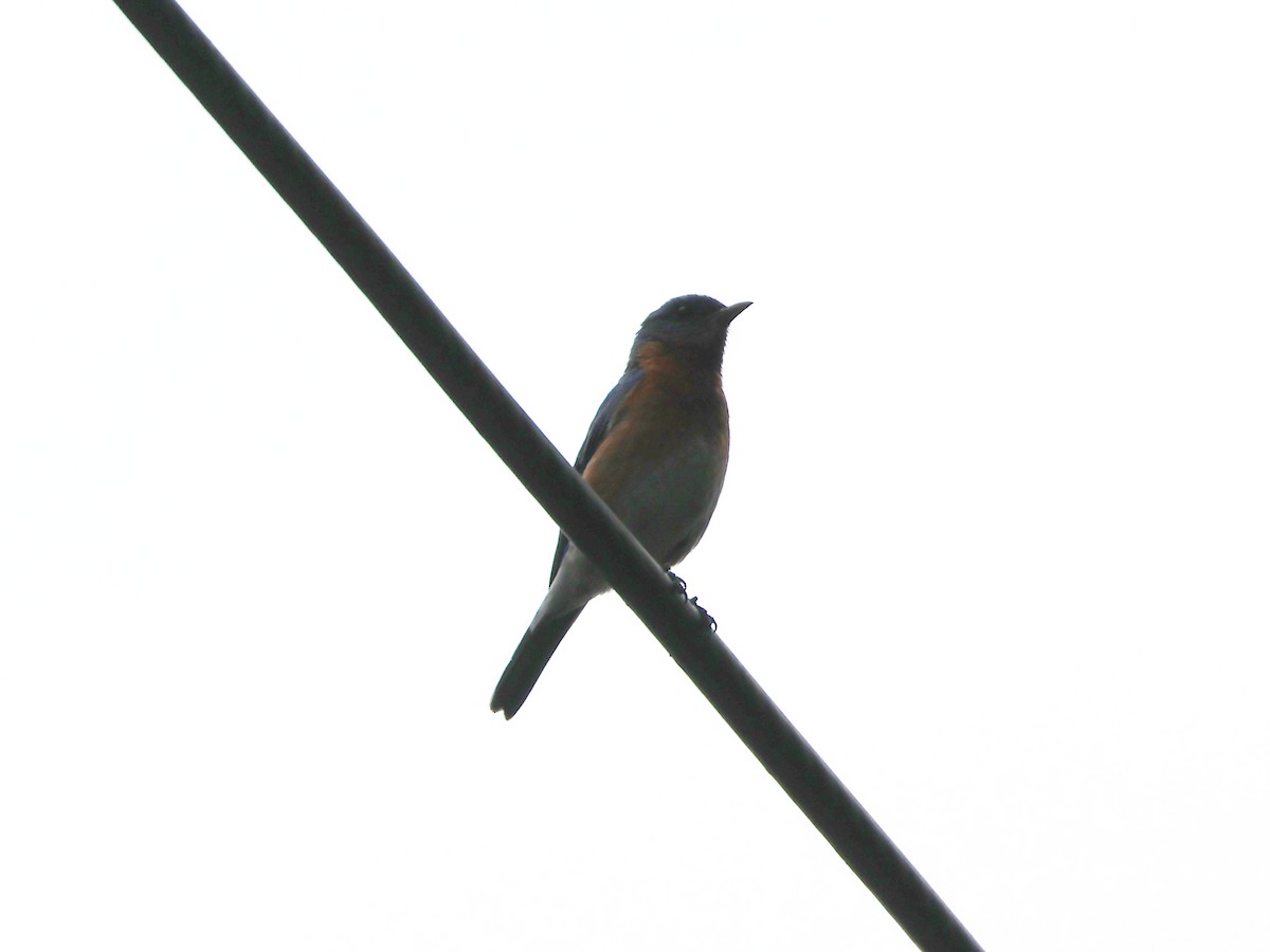 Eastern Bluebird - ML637281333