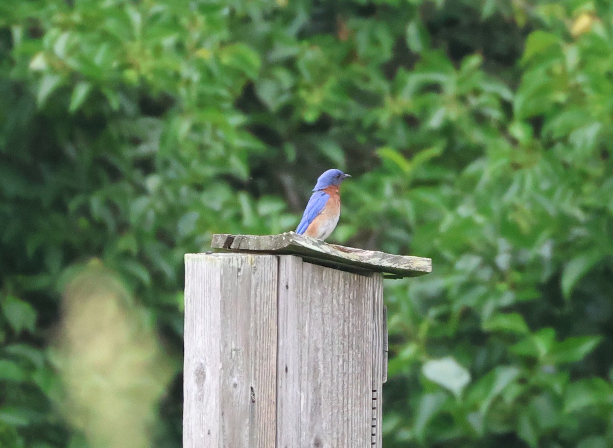 Eastern Bluebird - ML637281334