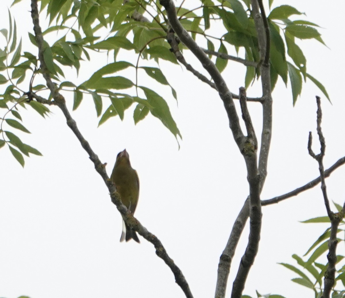 grønnfink - ML637281337