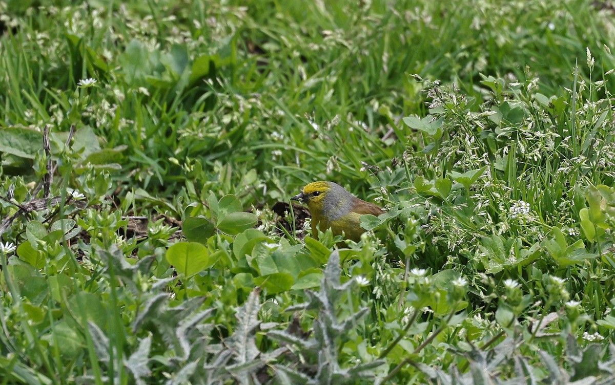 Corsican Finch - ML637281351