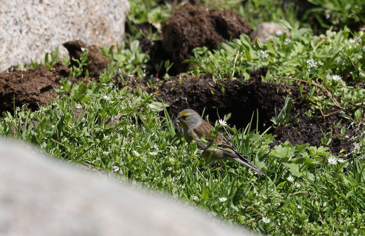 Corsican Finch - ML637281354