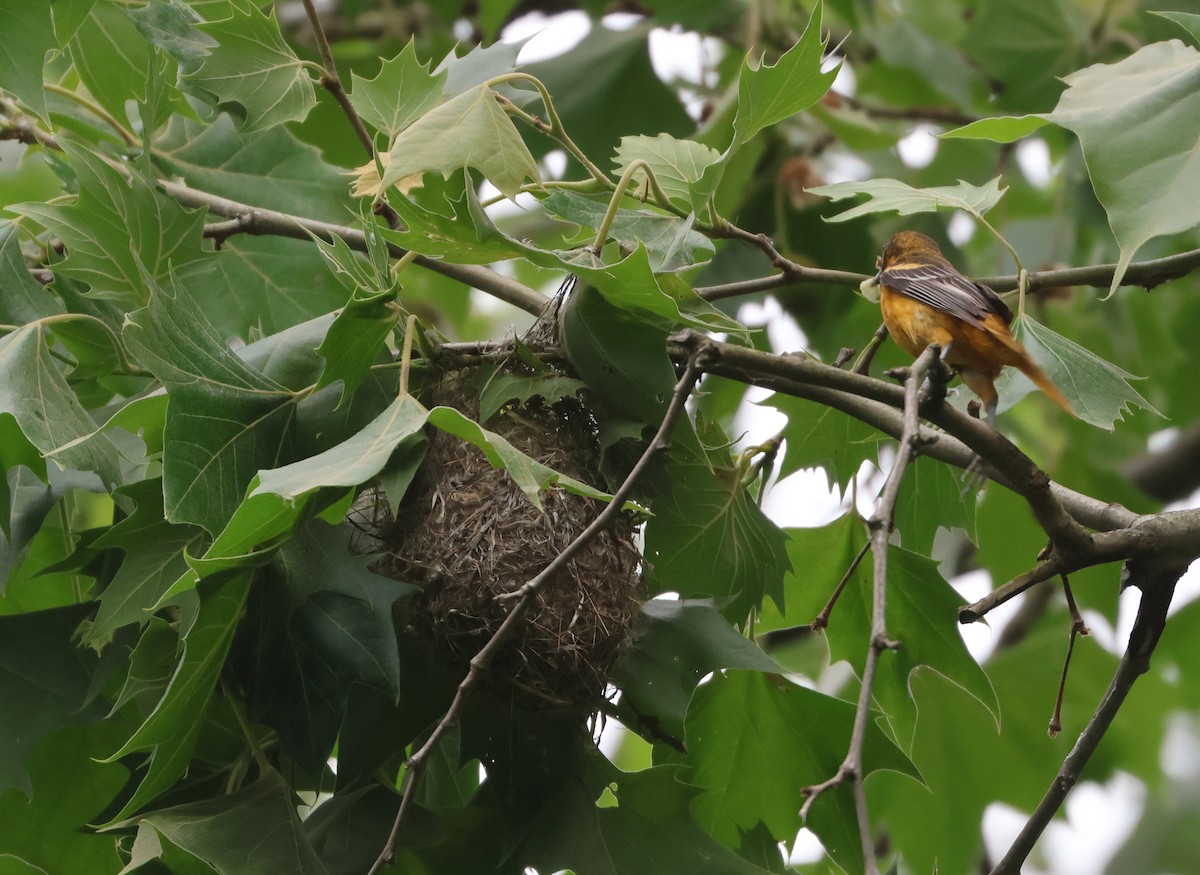 Baltimore Oriole - ML637281356