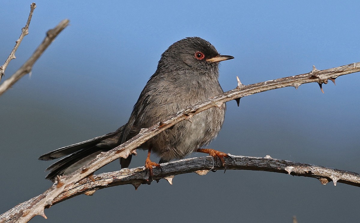 Marmora's Warbler - ML637281438