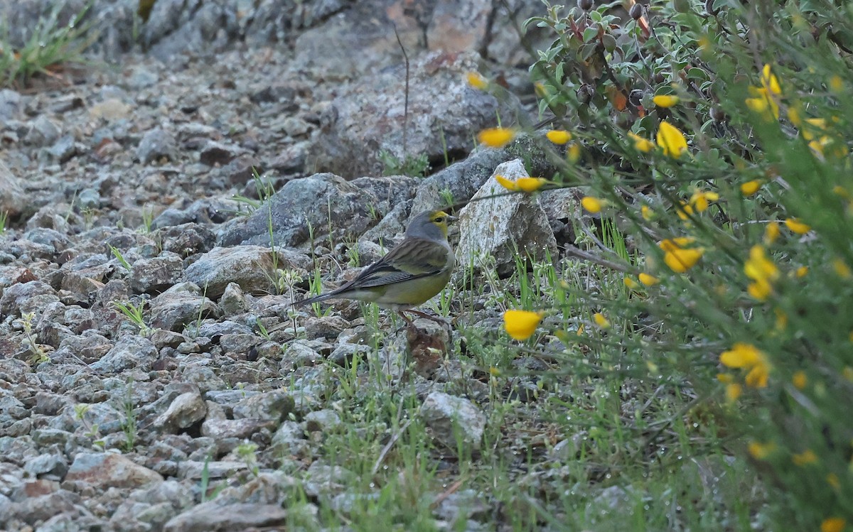 Corsican Finch - ML637281447