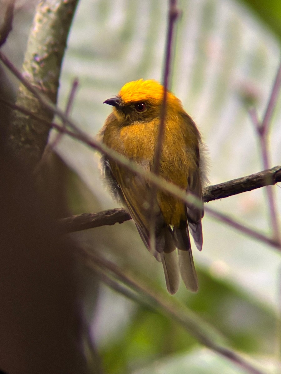 Yellow-headed Manakin - ML637281448