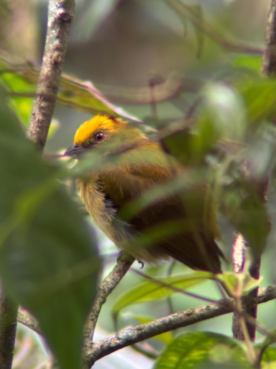 Yellow-headed Manakin - ML637281456