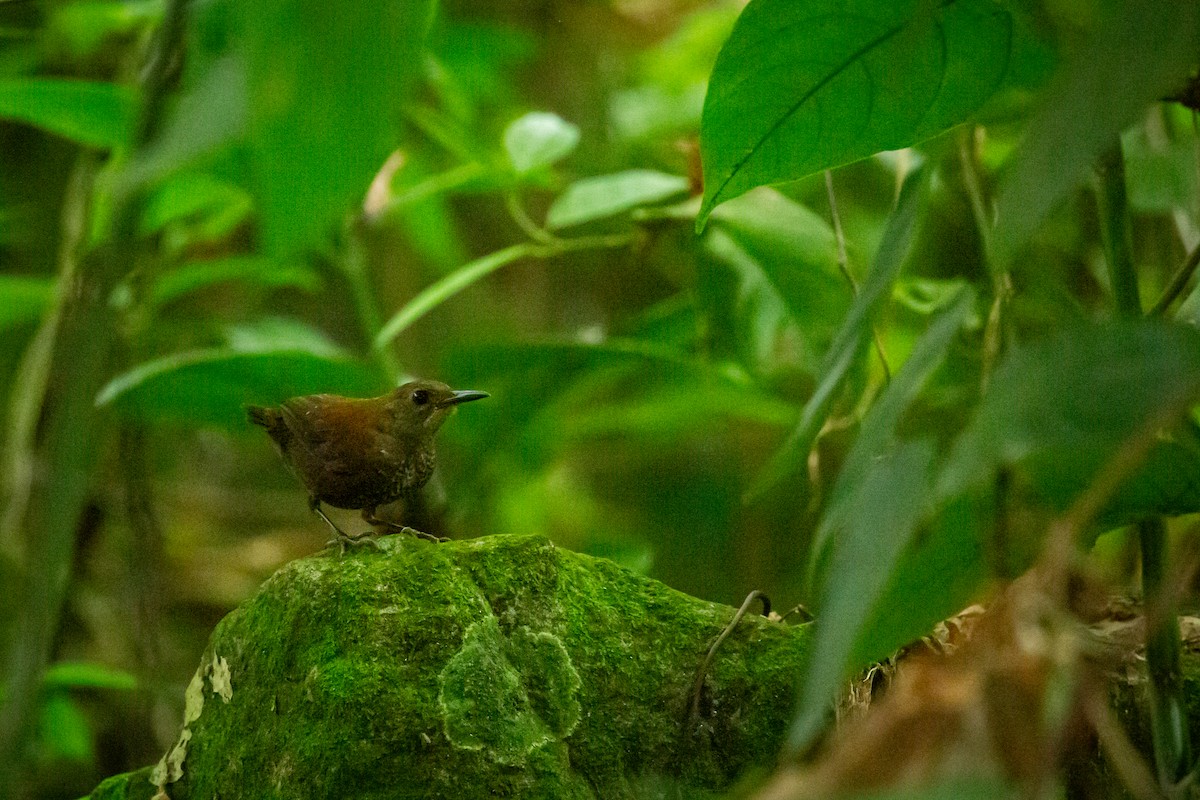 Scaly-breasted Wren - ML637281470
