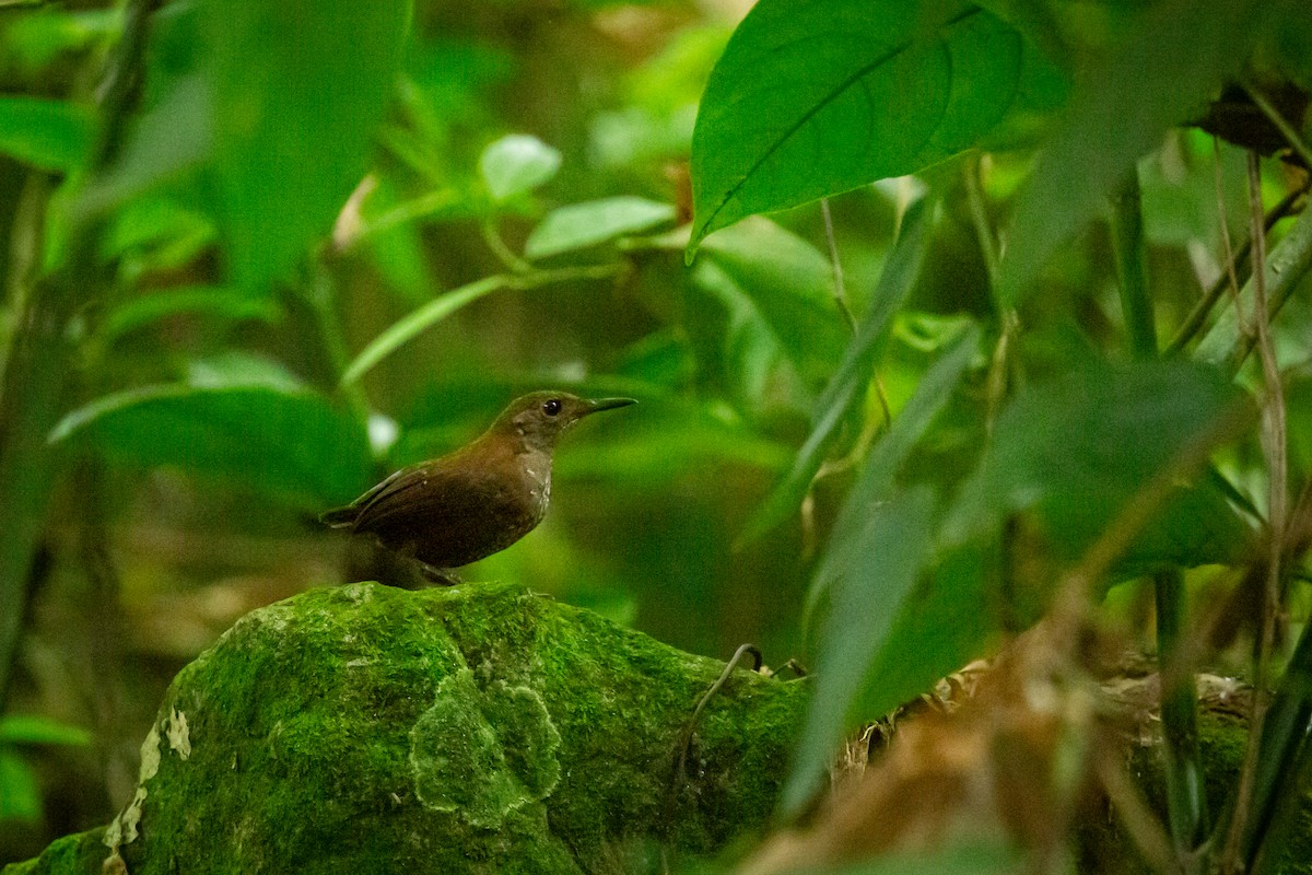 Scaly-breasted Wren - ML637281471