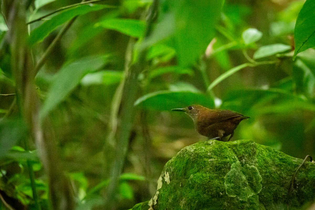 Scaly-breasted Wren - ML637281472
