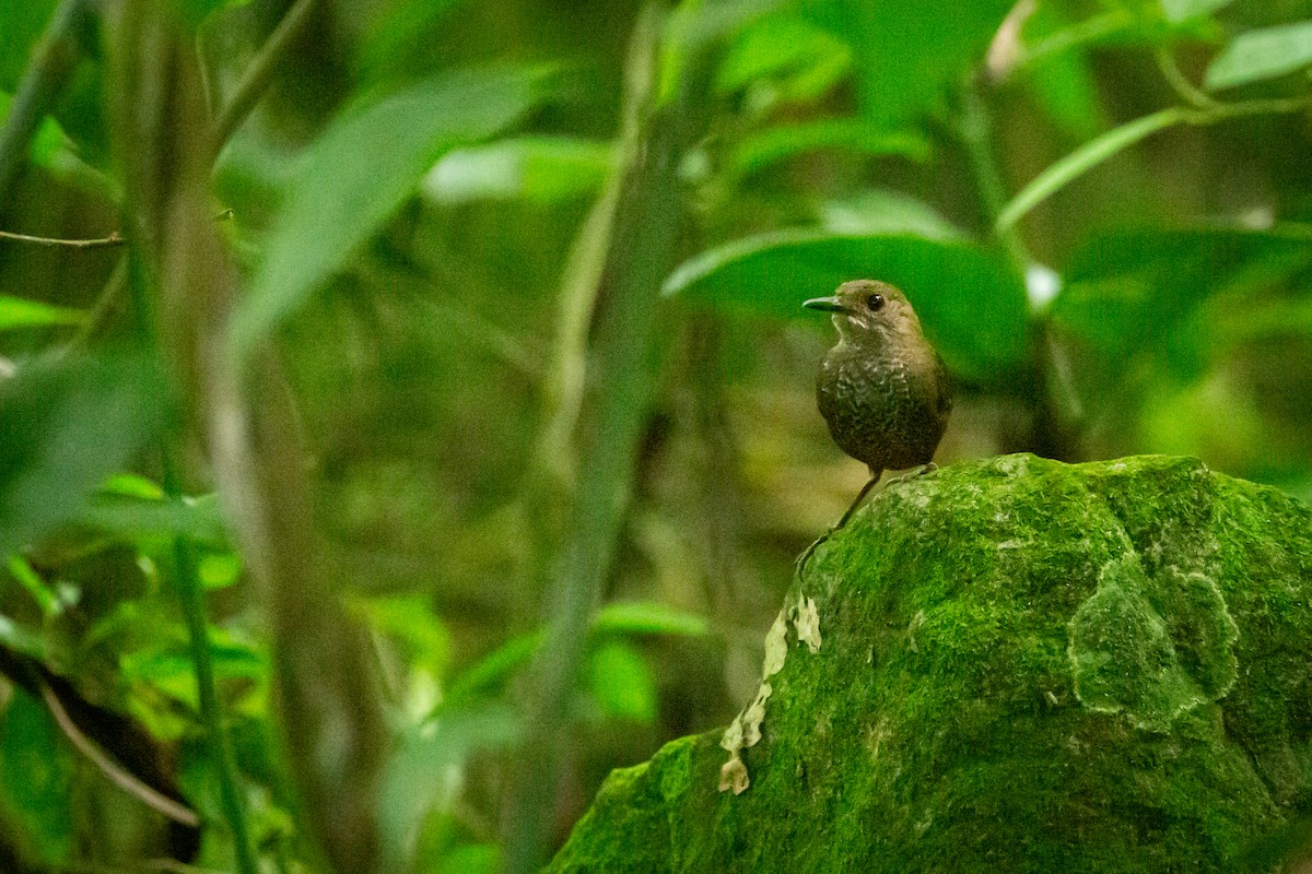 Scaly-breasted Wren - ML637281474