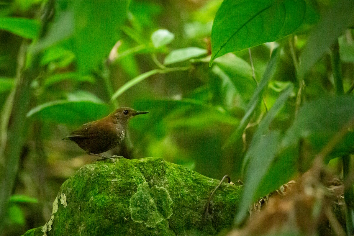 Scaly-breasted Wren - ML637281476
