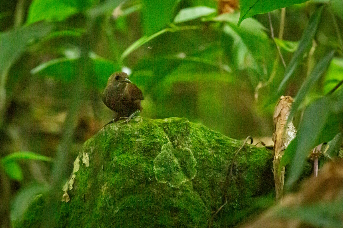 Scaly-breasted Wren - ML637281477