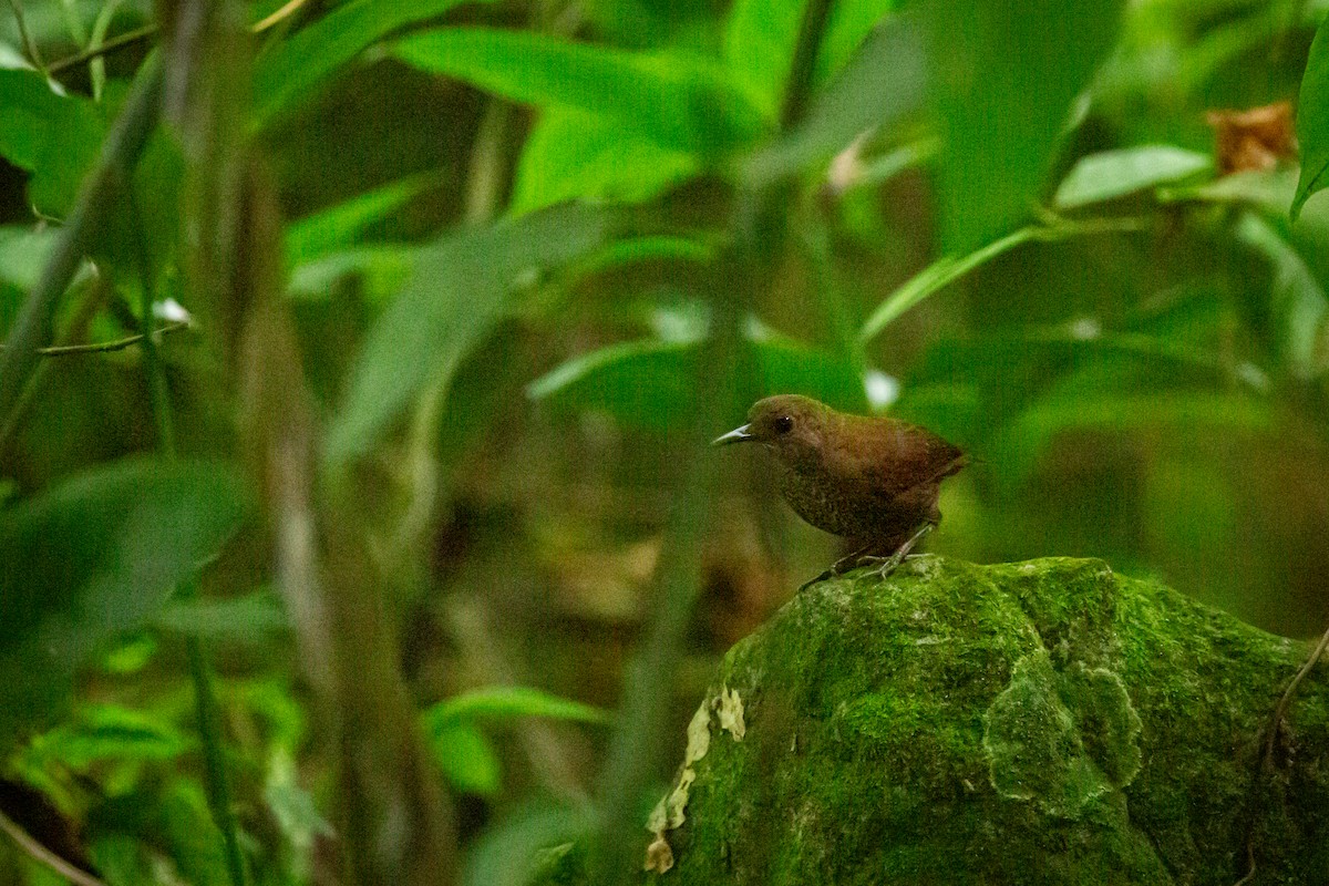 Scaly-breasted Wren - ML637281478