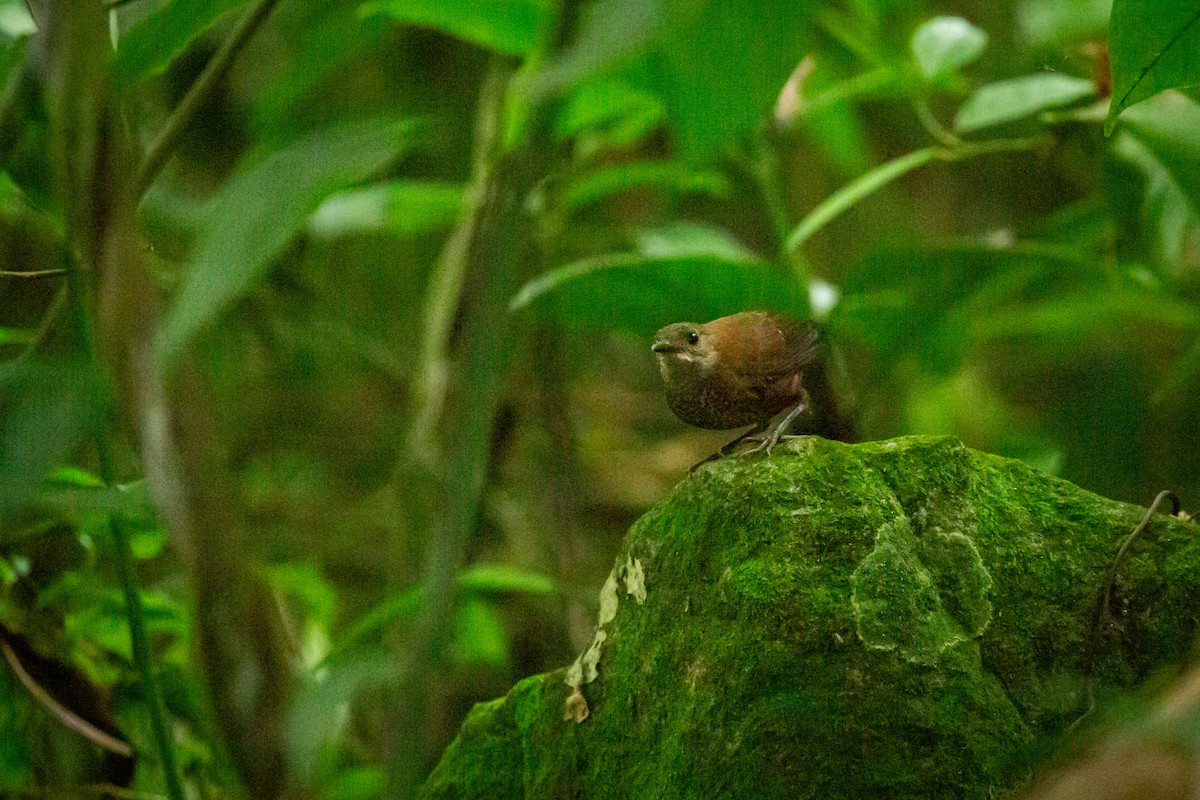 Scaly-breasted Wren - ML637281479