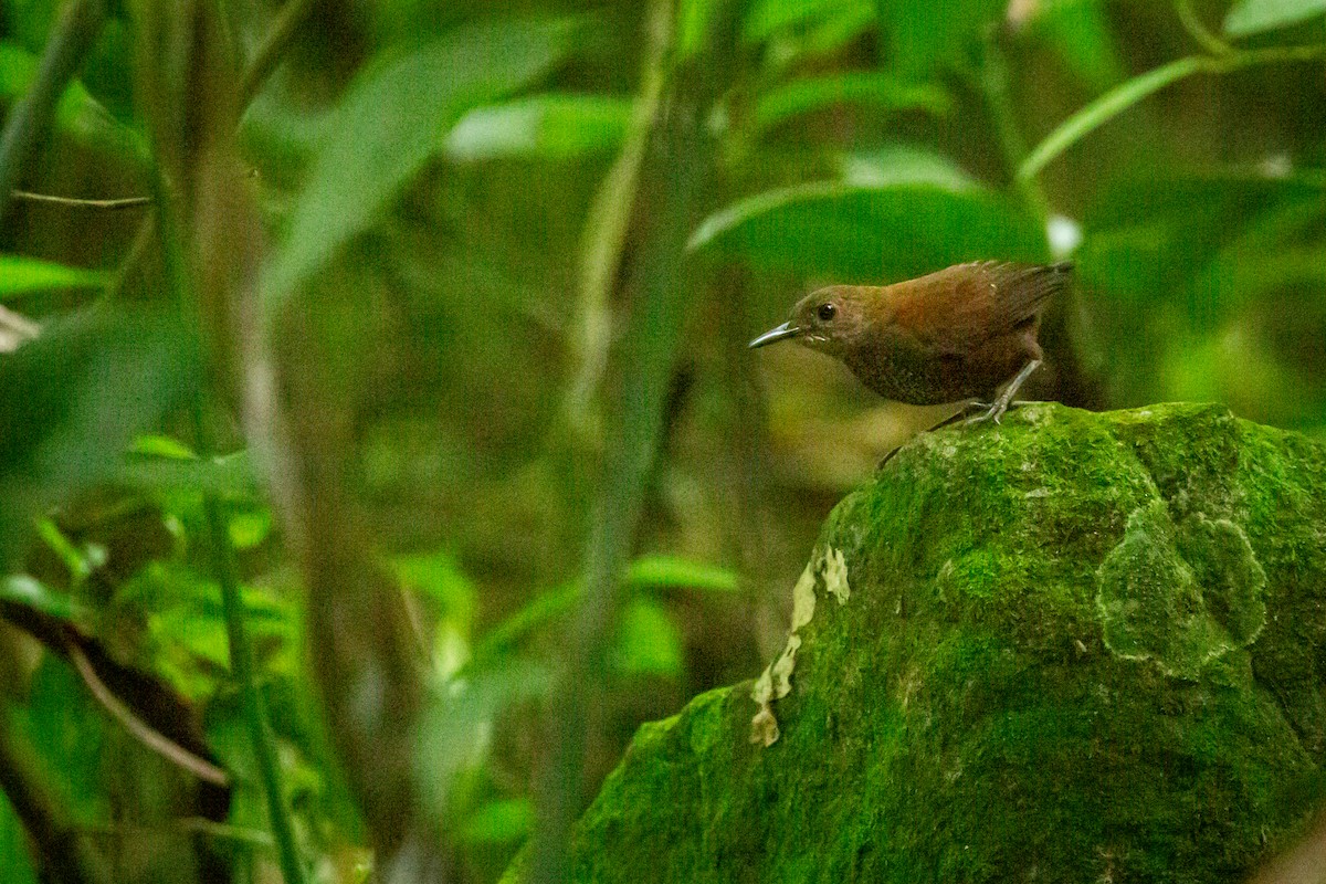 Scaly-breasted Wren - ML637281480