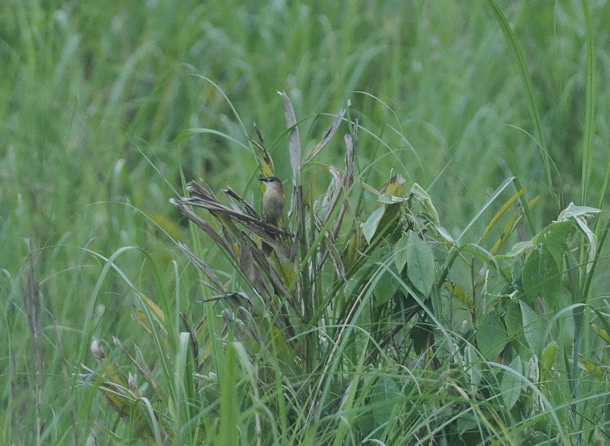 Slender-billed Babbler - ML637281506