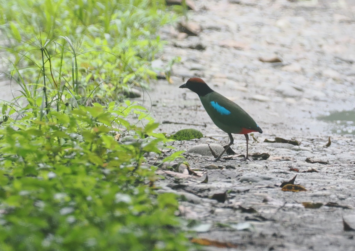 Western Hooded Pitta - ML637281571