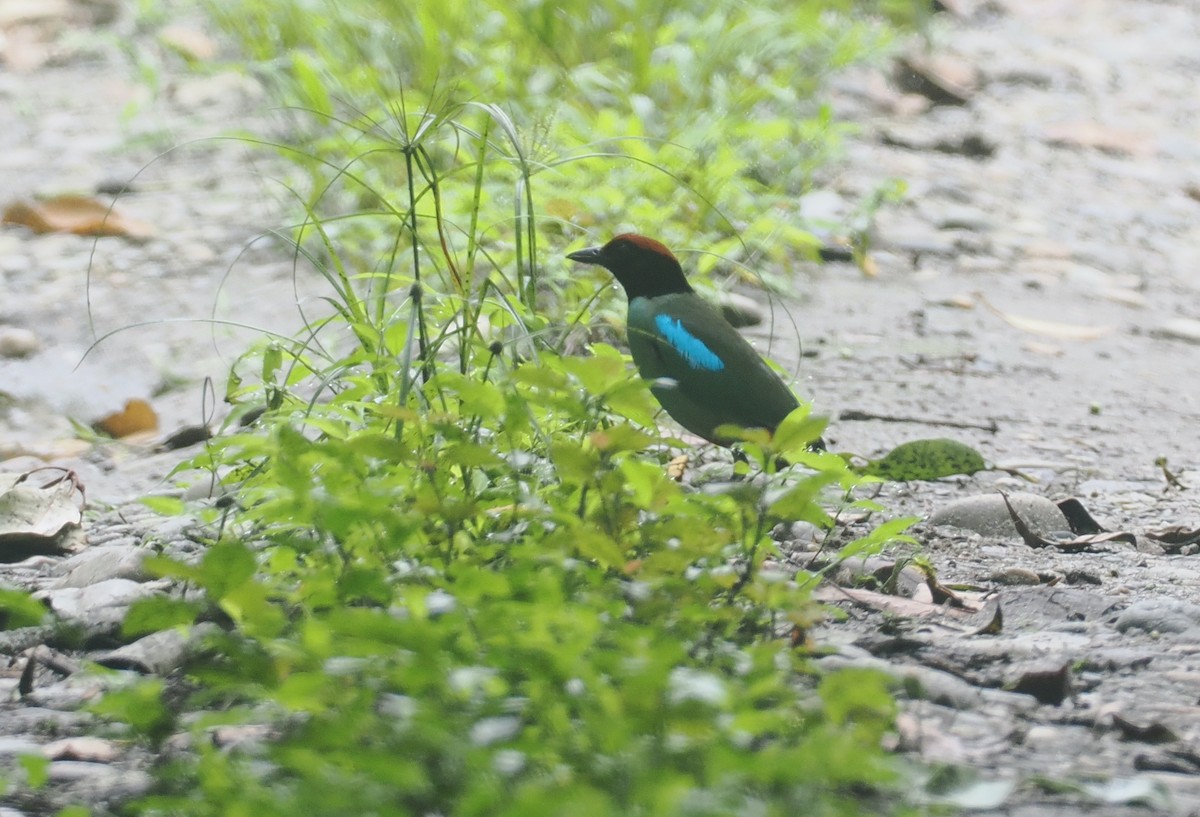Western Hooded Pitta - ML637281583