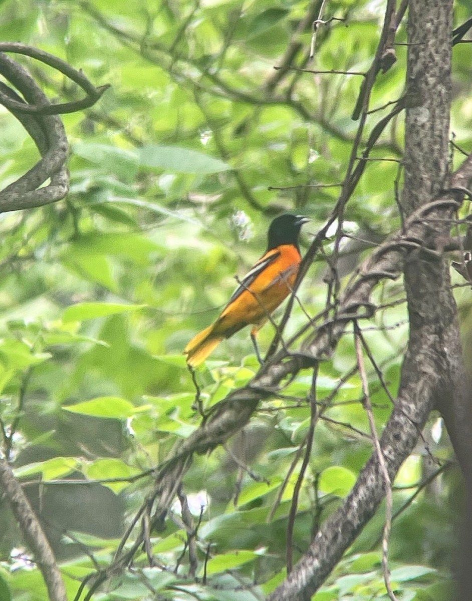 Baltimore Oriole - ML637281607