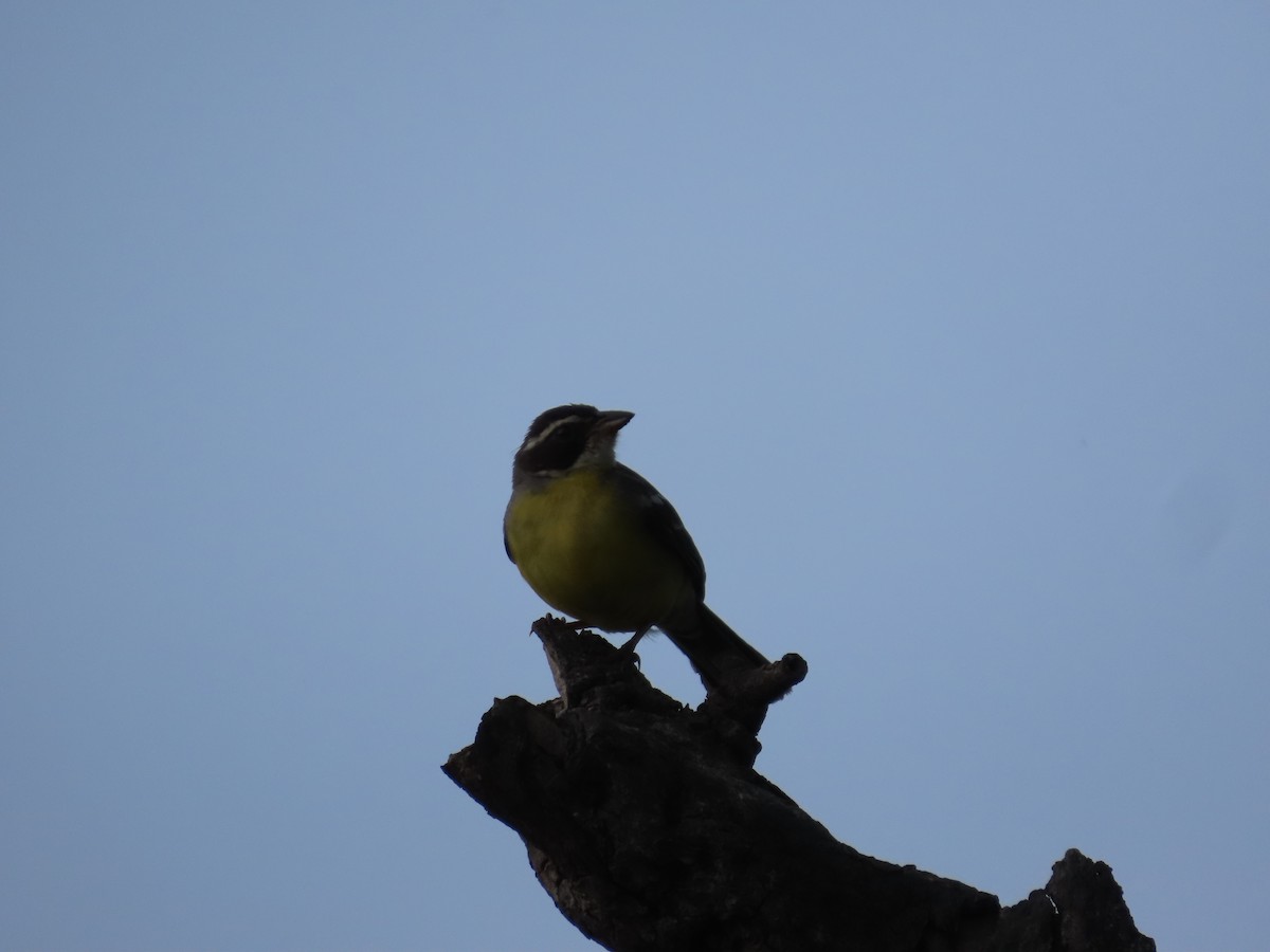 Cabanis's Bunting - ML637281612