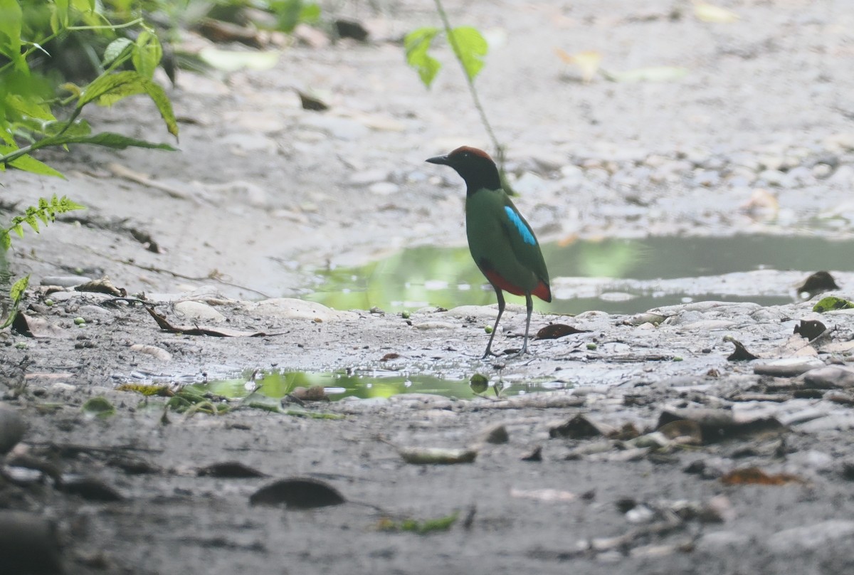 Western Hooded Pitta - ML637281613