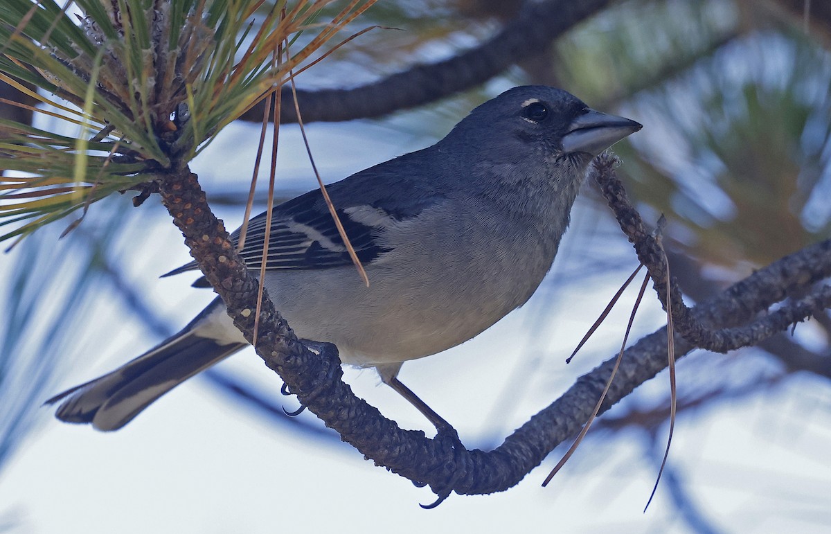 Gran Canaria Blue Chaffinch - ML637281642