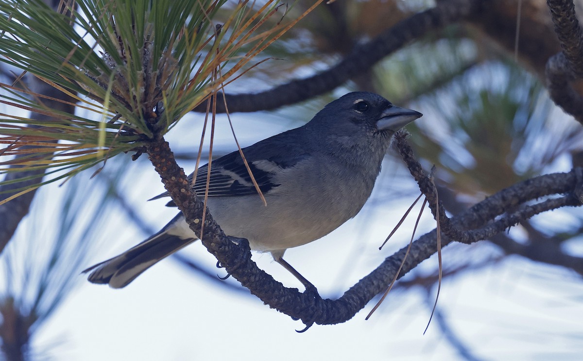 Gran Canaria Blue Chaffinch - ML637281657