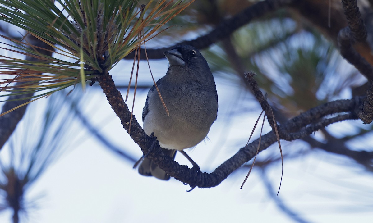 Gran Canaria Blue Chaffinch - ML637281661