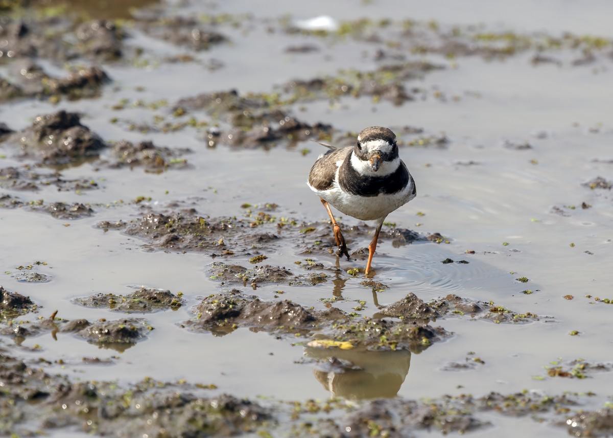Common Ringed Plover - ML637281662