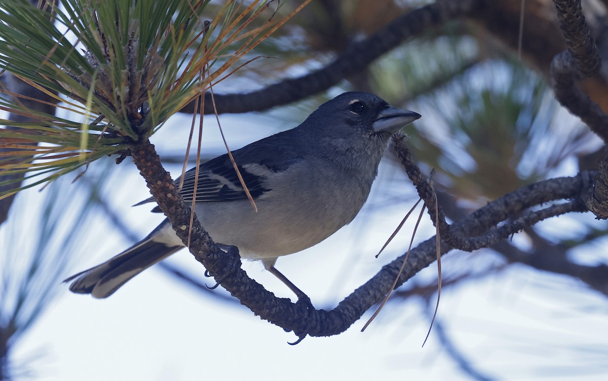 Gran Canaria Blue Chaffinch - ML637281663
