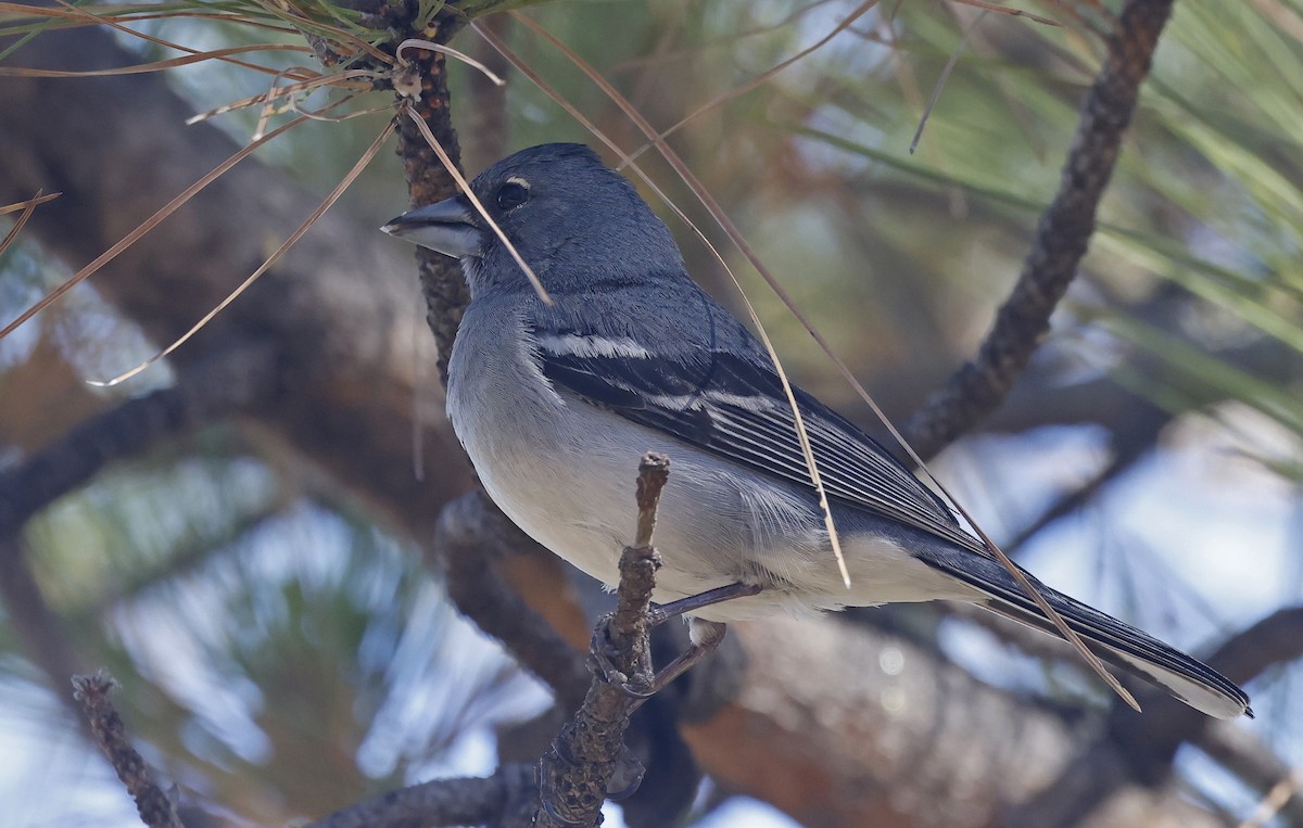 Gran Canaria Blue Chaffinch - ML637281666