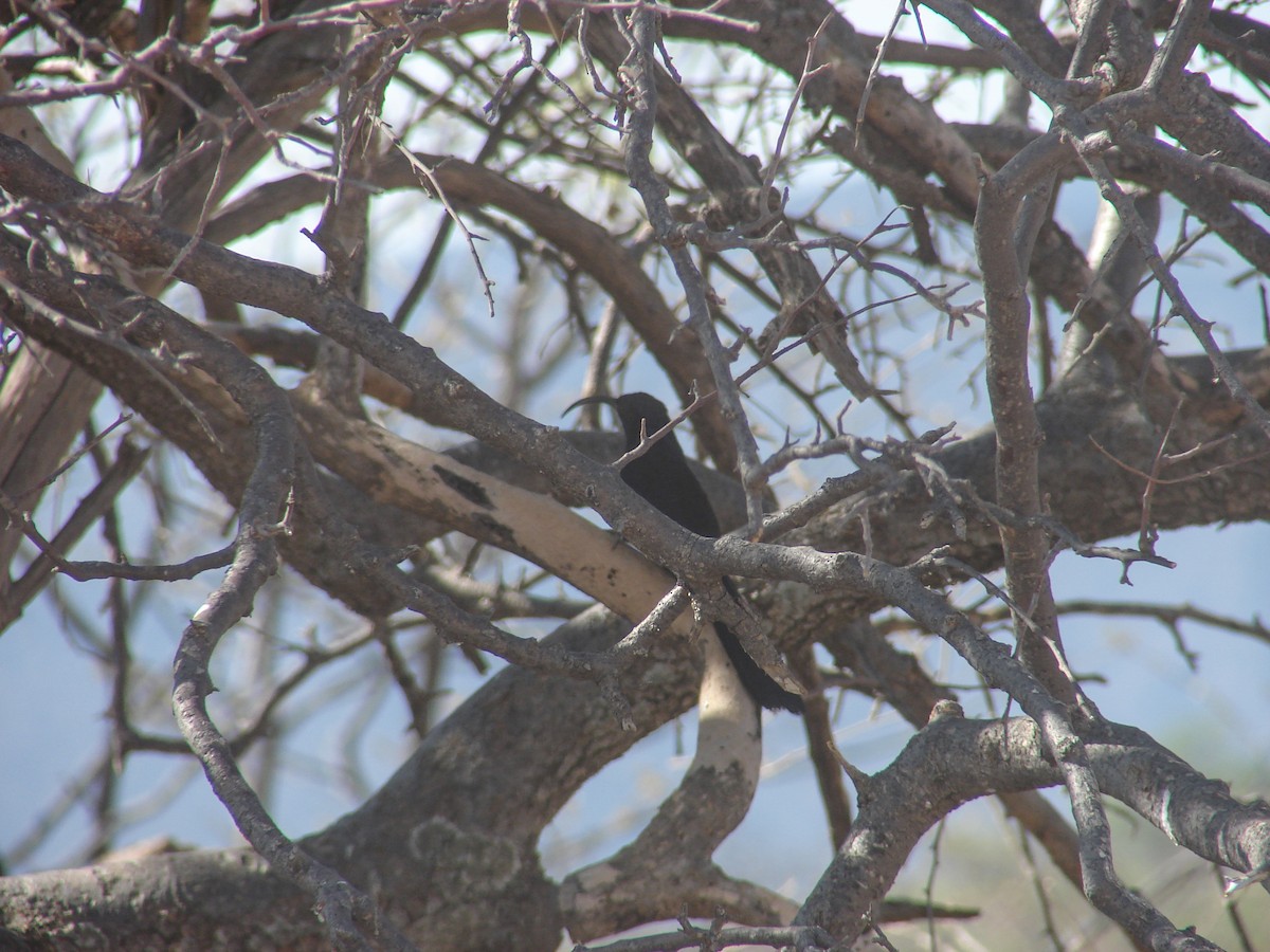 Common Scimitarbill - ML637281668