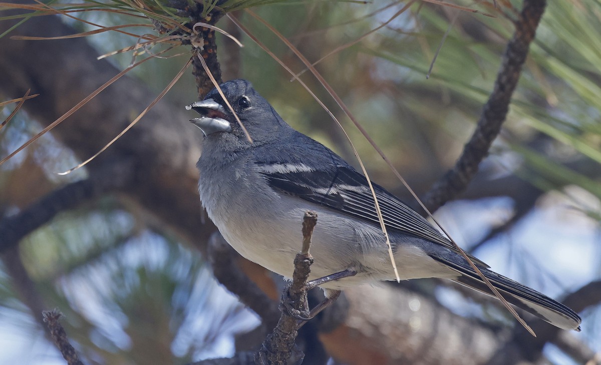 Gran Canaria Blue Chaffinch - ML637281670