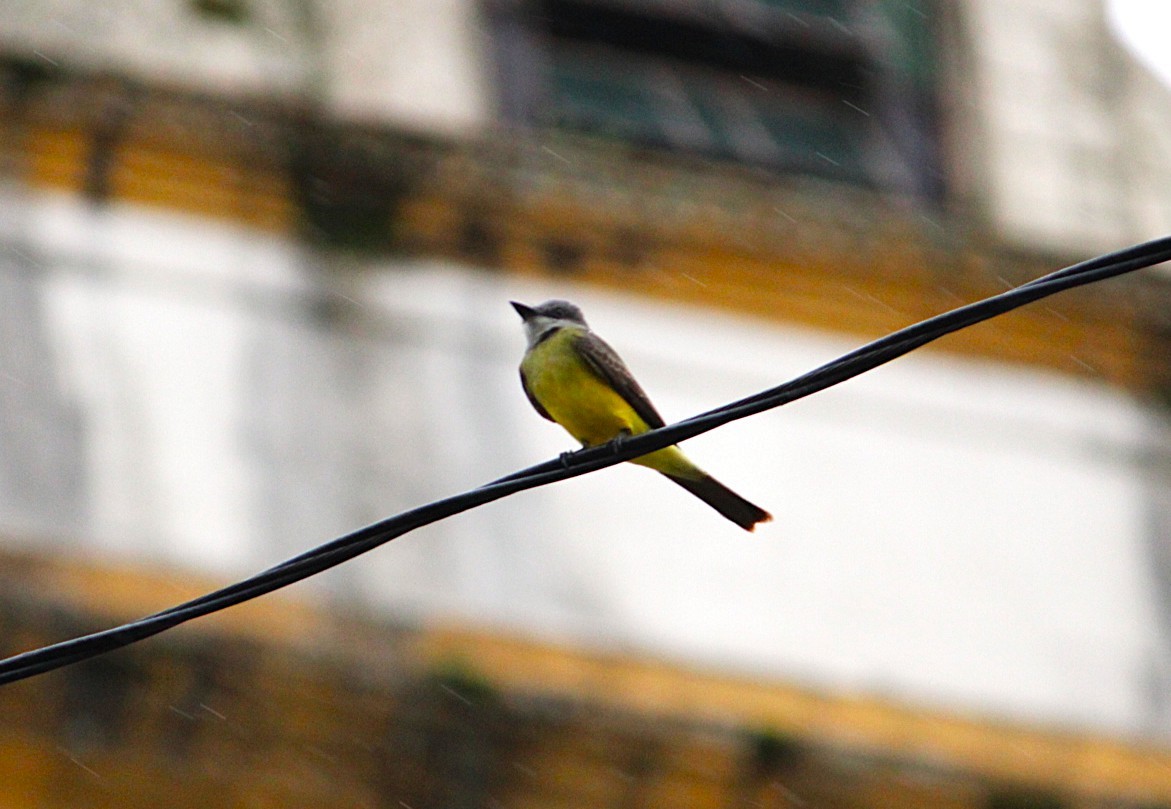 White-throated Kingbird - ML637281673