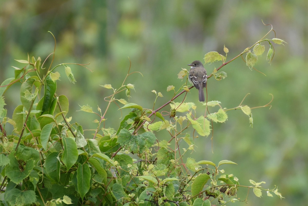 Alder/Willow Flycatcher (Traill's Flycatcher) - ML637281675