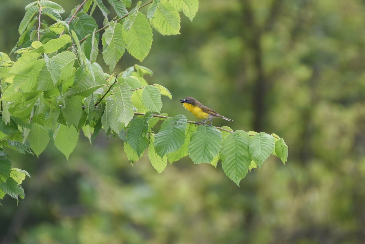 Yellow-breasted Chat - ML637281679