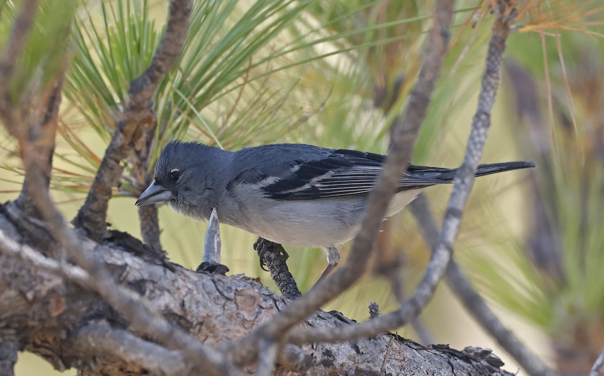 Gran Canaria Blue Chaffinch - ML637281682