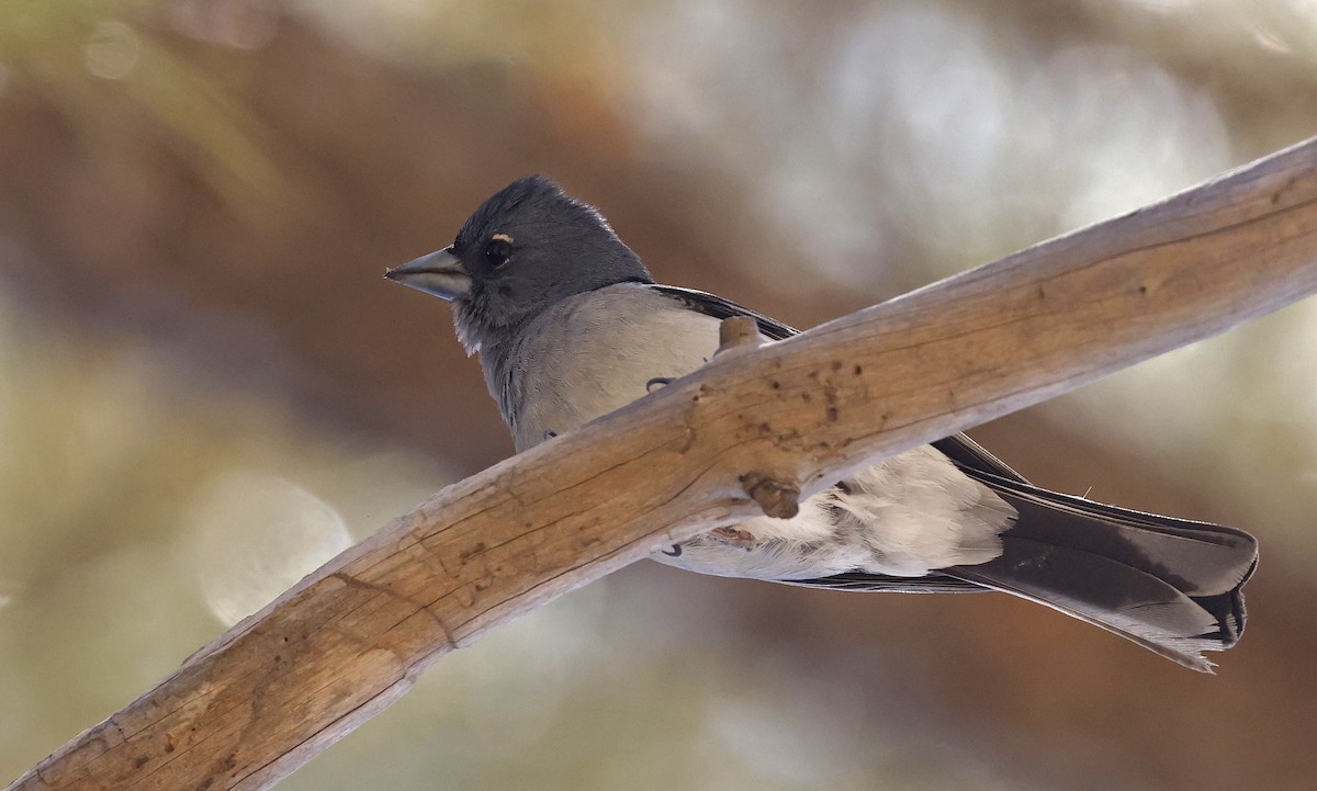 Gran Canaria Blue Chaffinch - ML637281688