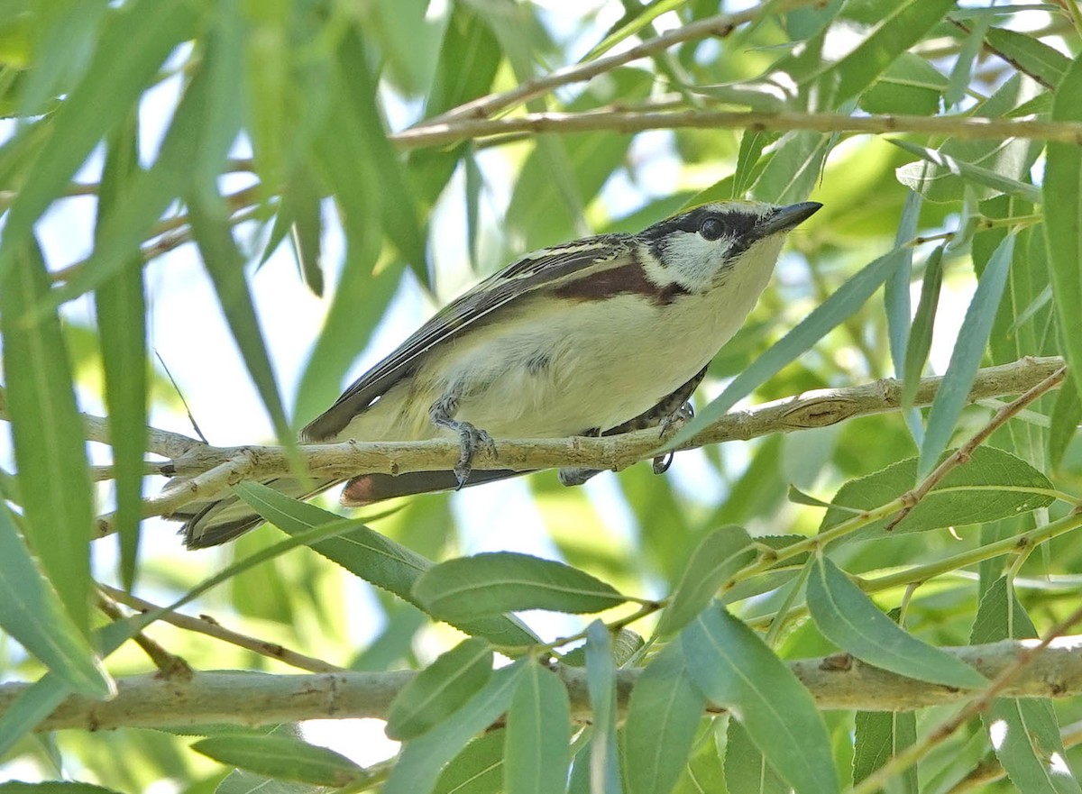 סבכון צהוב-כיפה - ML637281692