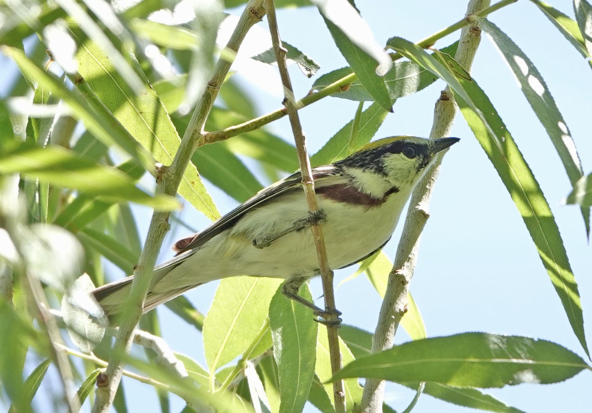 סבכון צהוב-כיפה - ML637281699