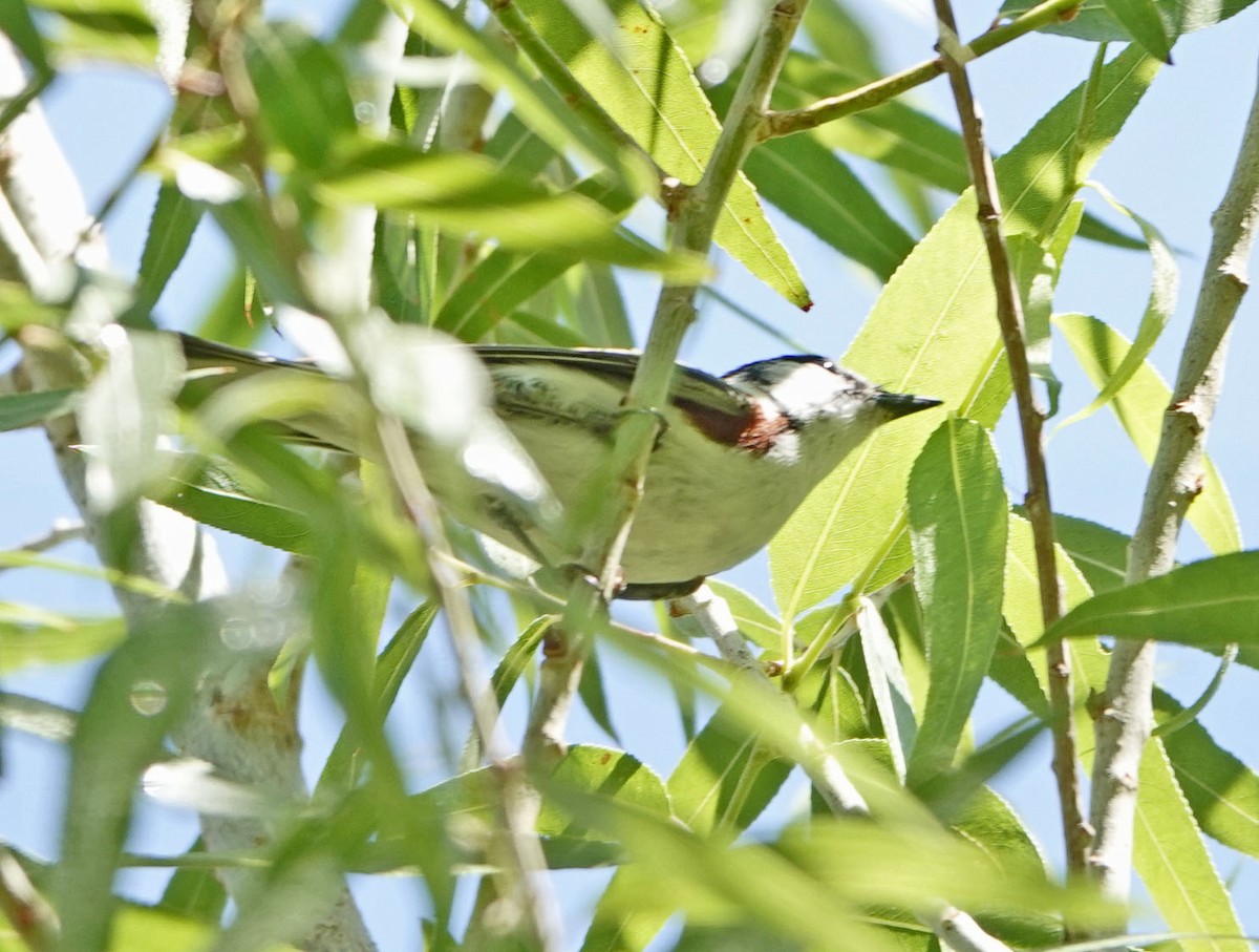 סבכון צהוב-כיפה - ML637281708