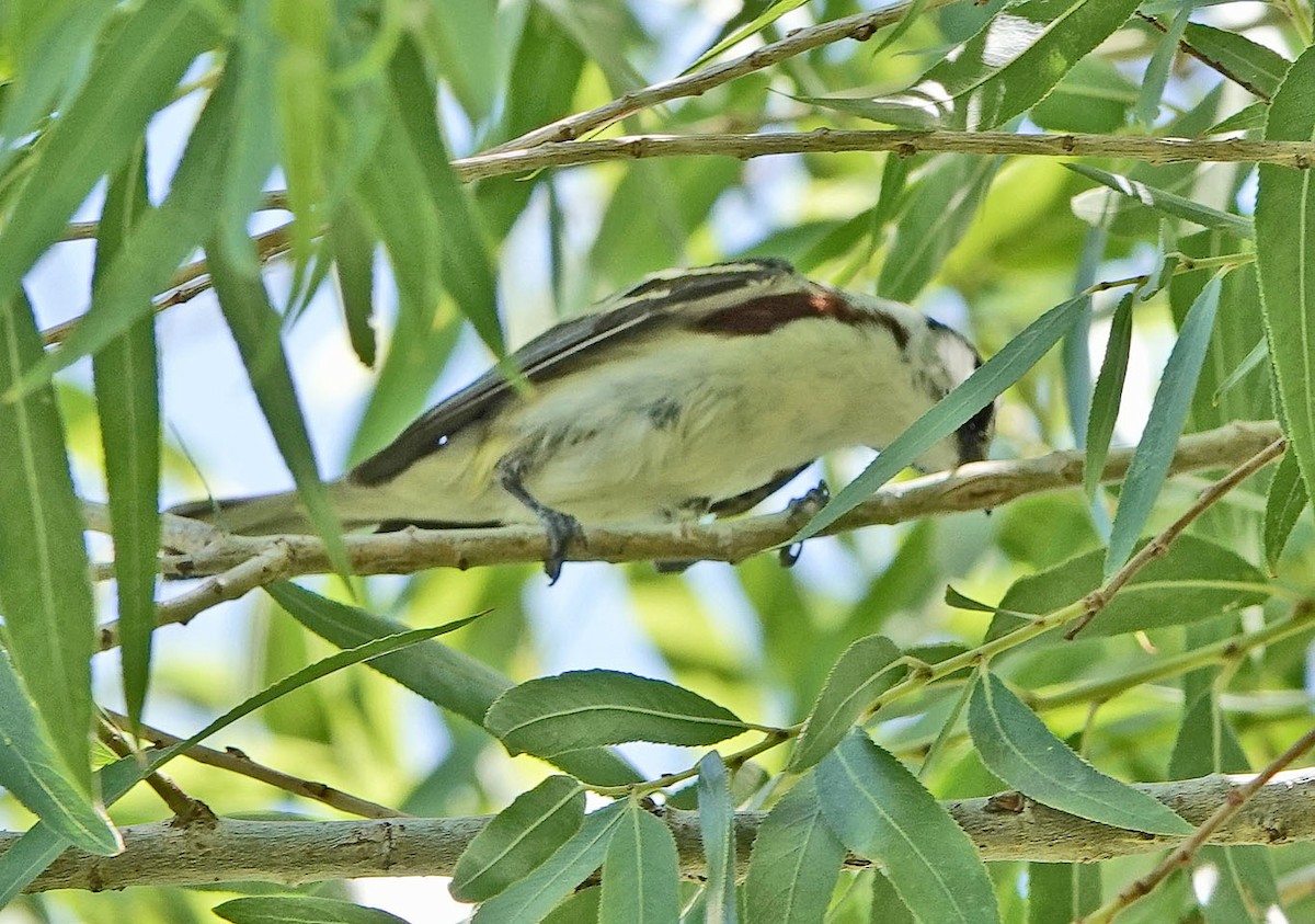 סבכון צהוב-כיפה - ML637281709