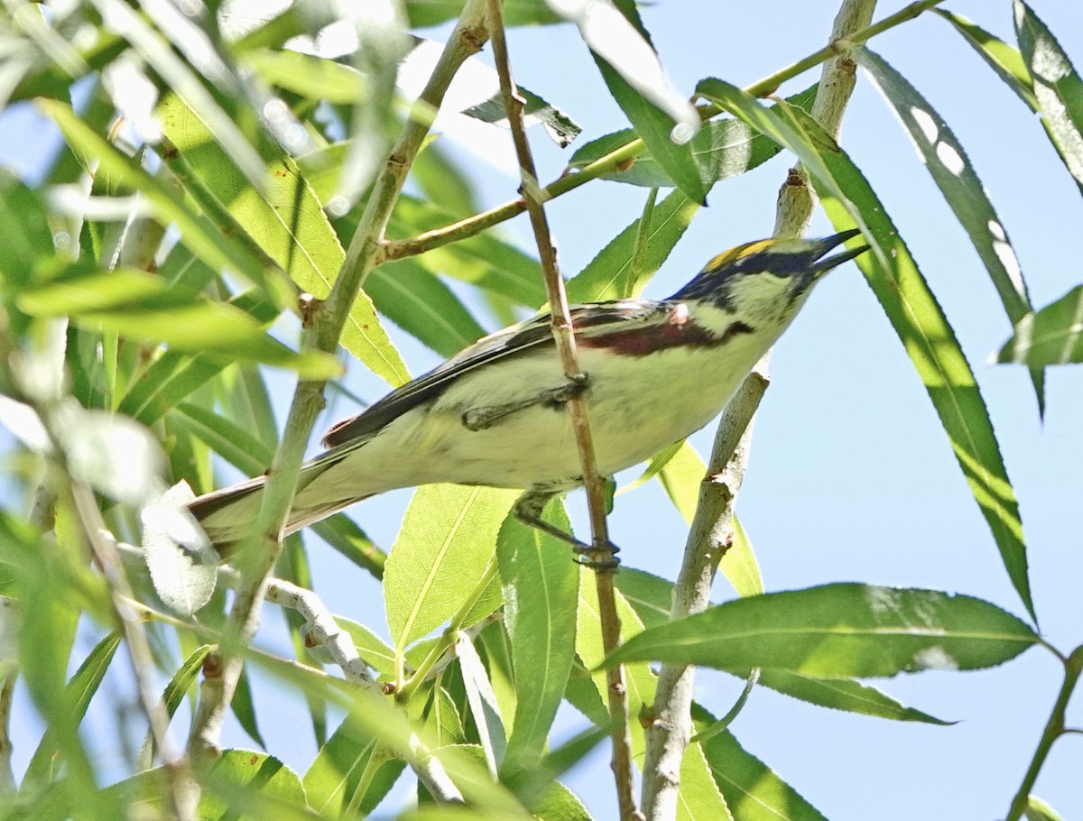 סבכון צהוב-כיפה - ML637281710