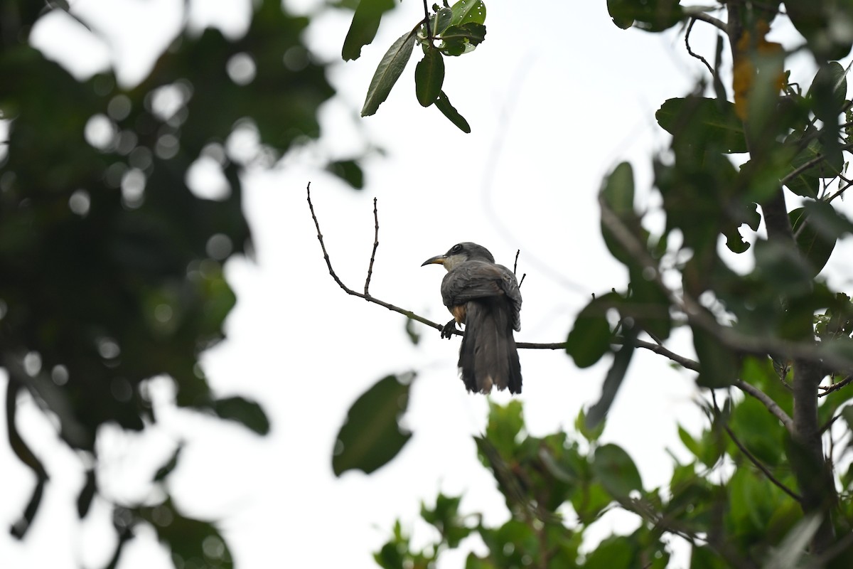 Mangrove Cuckoo - ML637281782