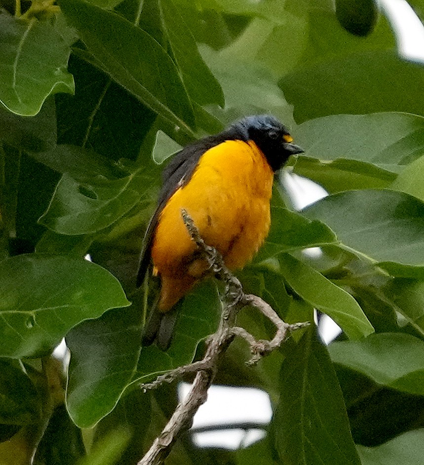 Hispaniolan Euphonia - ML637281784