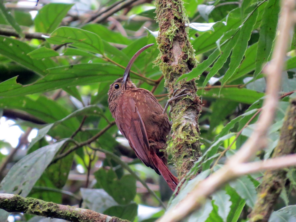 Brown-billed Scythebill - ML637281790