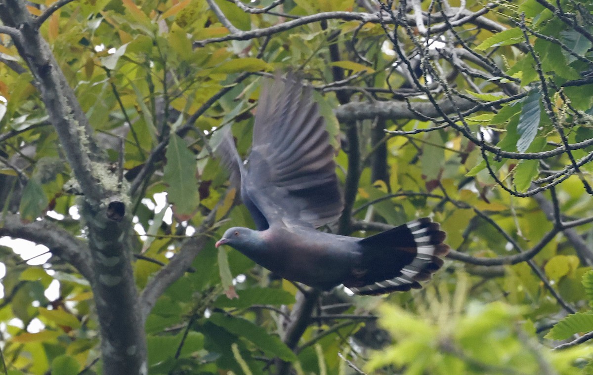 Bolle's Pigeon - ML637281805