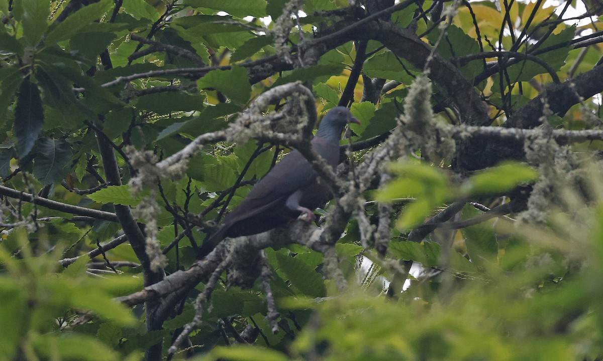 Bolle's Pigeon - ML637281816