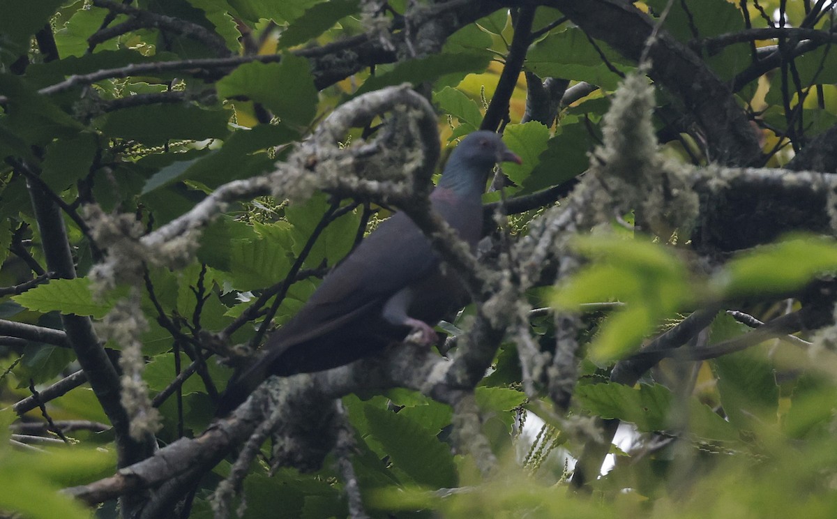 Bolle's Pigeon - ML637281822