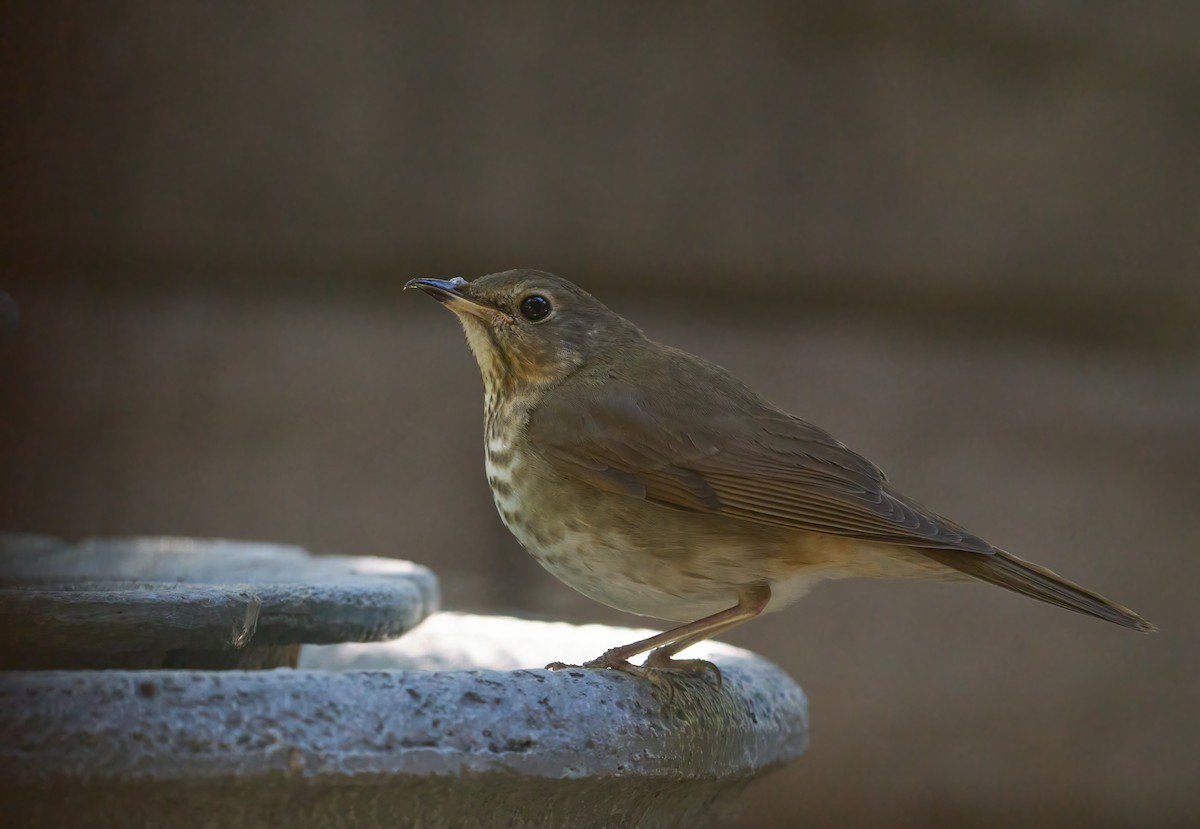 Swainson's Thrush - ML637281823